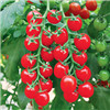 爱吉 抗TY樱桃番茄——番茄种子西红柿种子