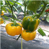 甜椒WS109——黄甜椒种子
