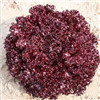 红珊瑚——红色沙拉生菜种子
