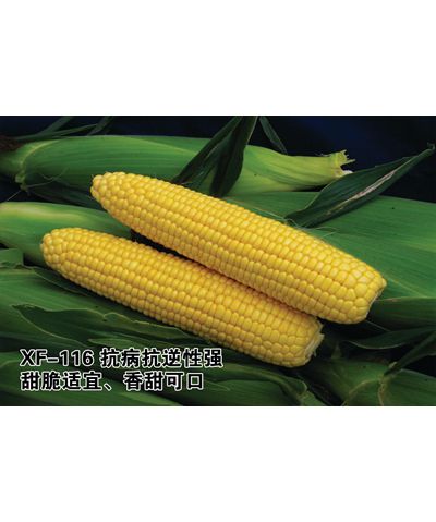 XF-116甜玉米新品种（系）