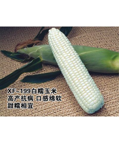 XF-119白糯玉米新品种（系）