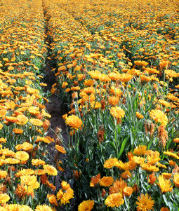 点击在新窗口中打开