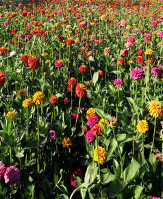 点击在新窗口中打开