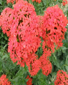 点击在新窗口中打开