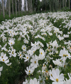 点击在新窗口中打开