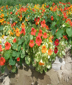 点击在新窗口中打开